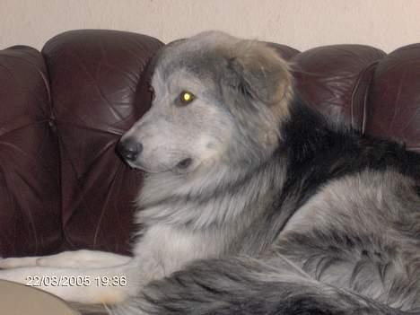 Blanding af racer laban - dette er så laban mors lille baby :-D billede 1