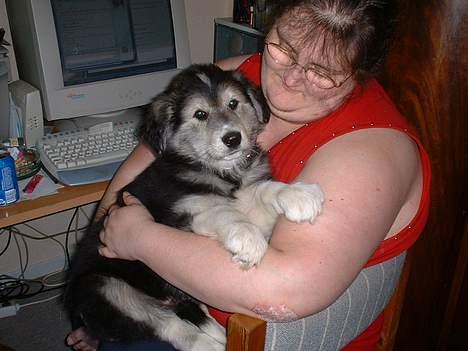 Blanding af racer laban - dette er laban den dag jeg fik ham :-)) billede 2