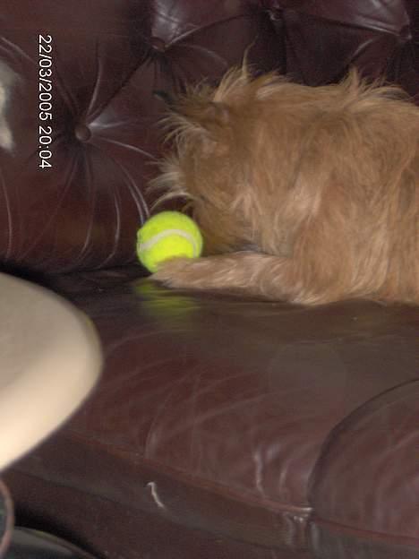 Blanding af racer makker - hehe laban det er mig som har bolden nu *Grrrr* billede 5