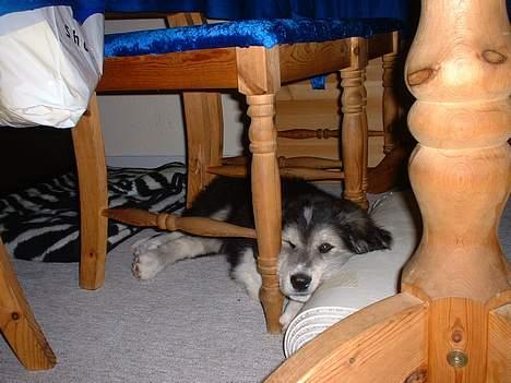 Blanding af racer laban - her er der ro så jeg kan sove  billede 4