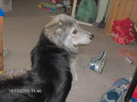 Blanding af racer laban - hvor er der mad henne ??? billede 5