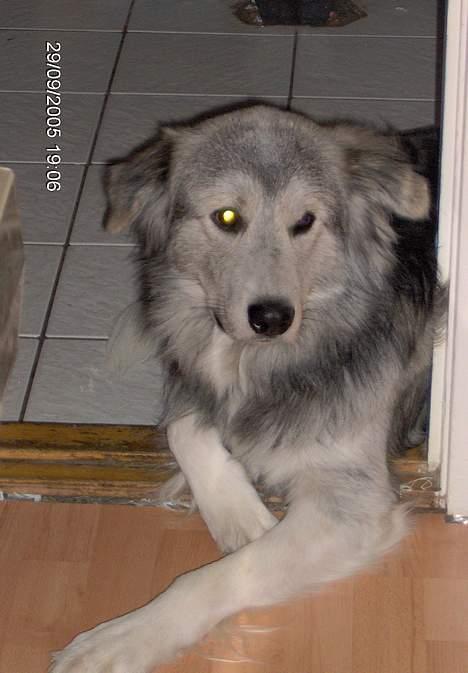 Blanding af racer laban - tit tit mon de får noget godt at spise ?? billede 7