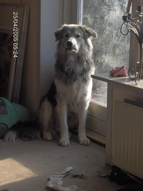 Blanding af racer laban - moarr så er det tissetid  billede 8