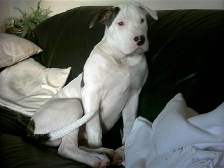 Amerikansk bulldog Staff-dog's Hector billede 8