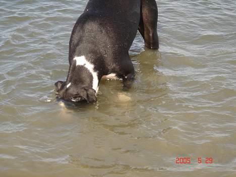 Amerikansk staffordshire terrier Minnie r.i.p. - jeg kan da ikke se nogen fisk billede 8