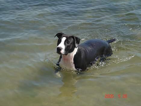 Amerikansk staffordshire terrier Minnie r.i.p. - lækkert at blive afkølet på en varm sommerdag billede 10