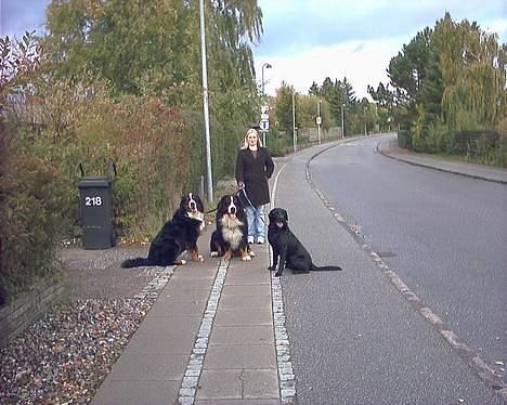 Berner sennenhund Snoopy (død) - Os tre smukke "fætre" og Anni (Berits lillesøster) billede 16