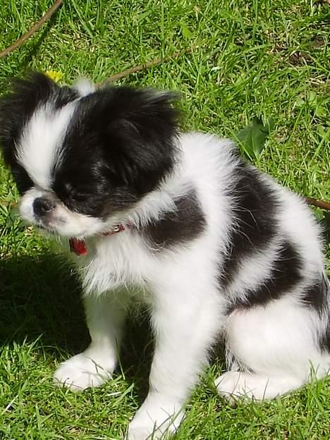 Japanese soya - puha det er hårdt at udforske den store have billede 2