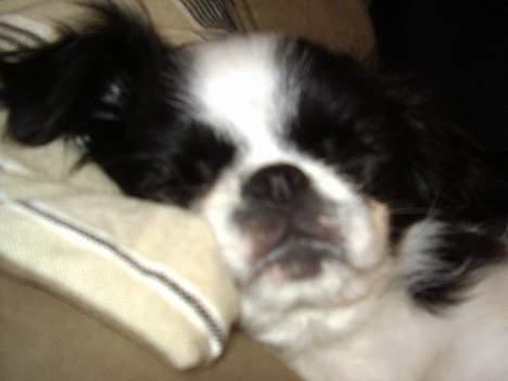 Japanese soya - pus billede 5