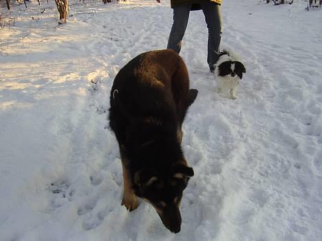 Japanese soya - wee min nye græske fætter lack! billede 6