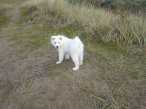 Samojedhund Sentho  billede 11