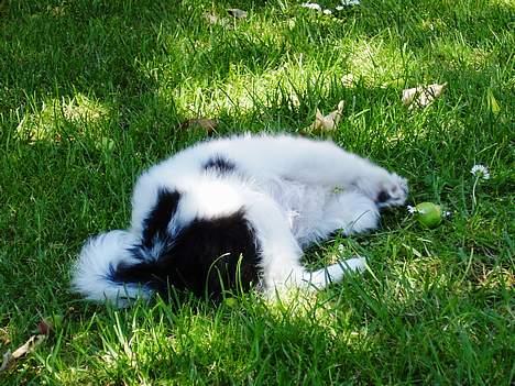 Japanese soya billede 7