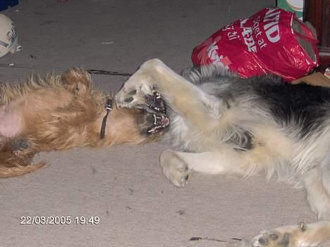 Blanding af racer laban - her leger laban og makker lidt det ser vildt ud men de hygger sig meget  billede 9