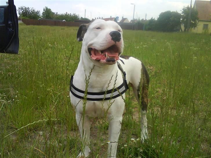 Amerikansk bulldog Staff-dog's Hector - Hector marts 2008 billede 9