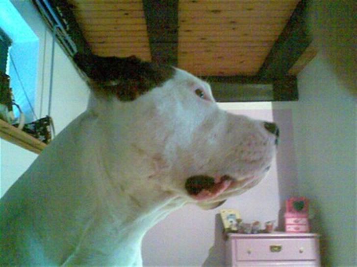 Amerikansk bulldog Staff-dog's Hector billede 10