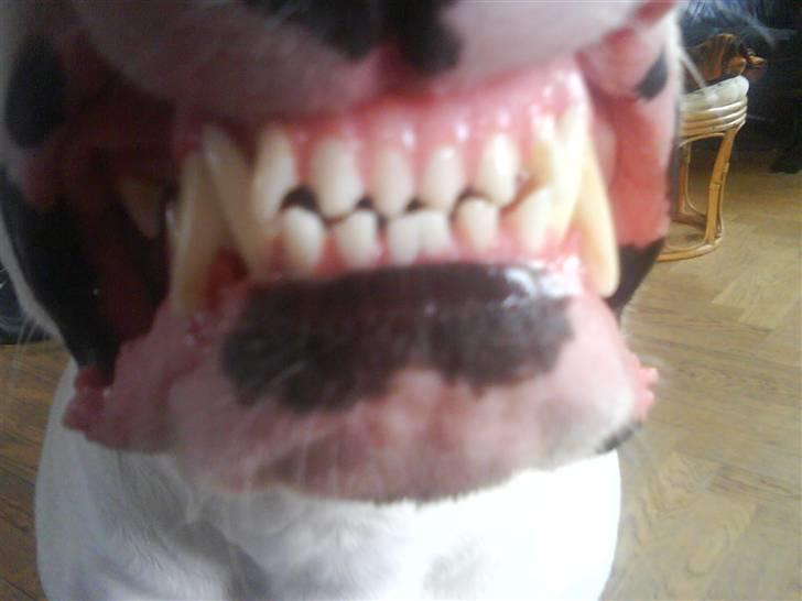 Amerikansk bulldog Staff-dog's Hector - Hectors farlige bisser :P billede 11