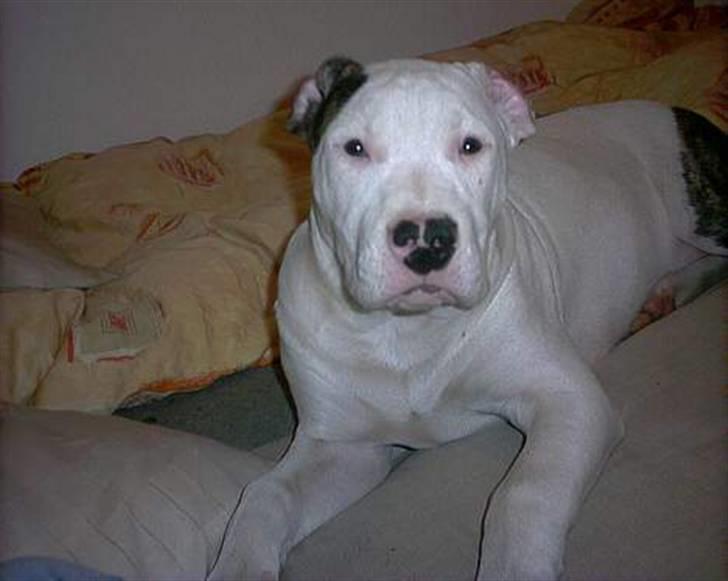 Amerikansk bulldog Staff-dog's Hector billede 12