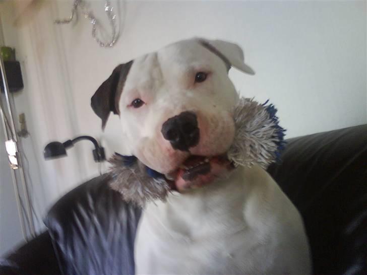 Amerikansk bulldog Staff-dog's Hector billede 13