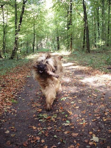 Briard Carla Maxima - I skoven med "mor" - 1 år og 5 mdr. billede 19