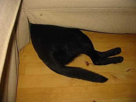 Australsk kelpie Ginny - -nu gider jeg altså ikke fotograferes mere.... billede 11