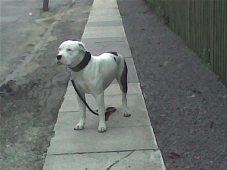 Amerikansk bulldog Staff-dog's Hector billede 14