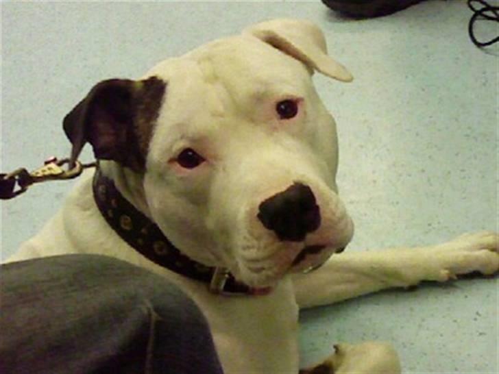 Amerikansk bulldog Staff-dog's Hector - Lidt nyt.... I metroen :P billede 15