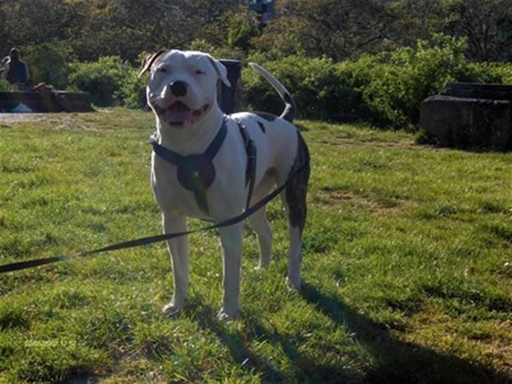 Amerikansk bulldog Staff-dog's Hector billede 16