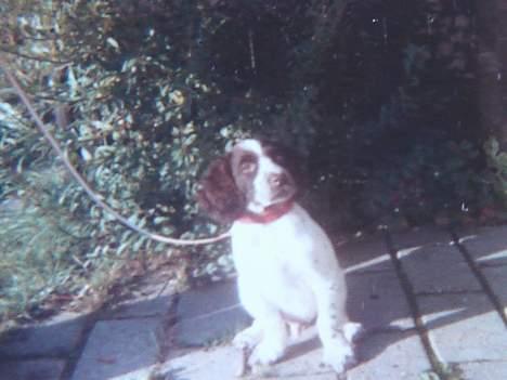 Kleiner münsterländer Tingo *død* - Var den skønneste hvalp på jorden, folk gik i spåner over hvor kær han var *S* billede 1