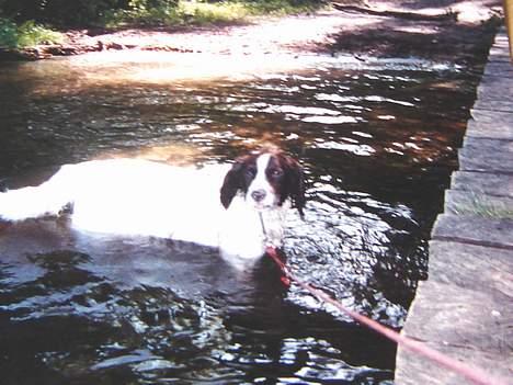 Kleiner münsterländer Tingo *død* - Han mente selv han var en vandhund - hoppede altid i vandet når han kunne komme til det. billede 2