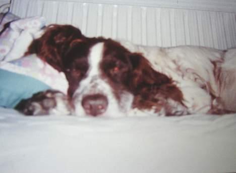 Kleiner münsterländer Tingo *død* billede 3