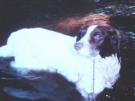 Kleiner münsterländer Tingo *død* billede 4