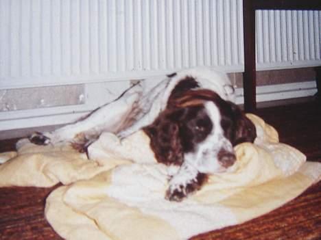 Kleiner münsterländer Tingo *død* billede 5