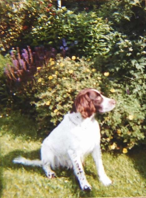 Kleiner münsterländer Tingo *død* billede 6