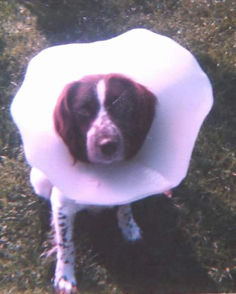 Kleiner münsterländer Tingo *død* - Øv, skulle have skærm på et et dyrlægebesøg. billede 7