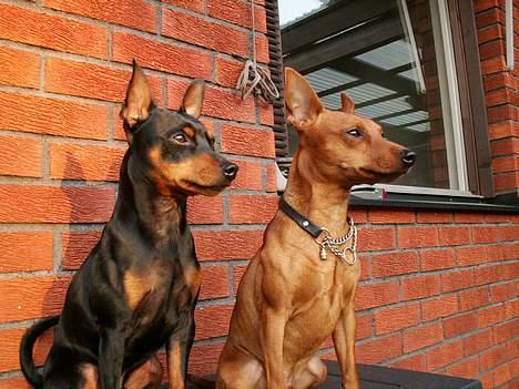 Dvaergpinscher PiriPiri'z Antoni Alegend billede 16