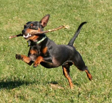 Dvaergpinscher PiriPiri'z Antoni Alegend billede 17