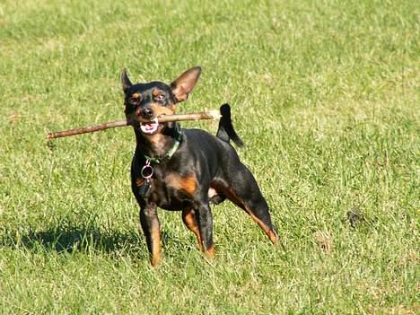 Dvaergpinscher PiriPiri'z Antoni Alegend billede 18