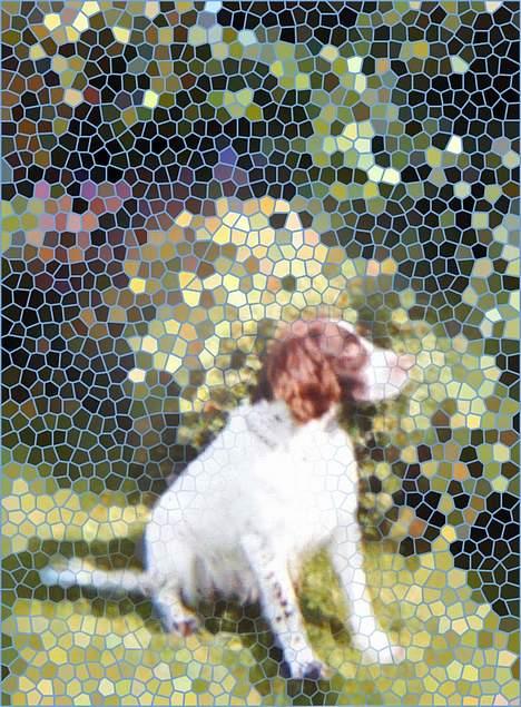 Kleiner münsterländer Tingo *død* - Kreativt Tingo billede billede 8