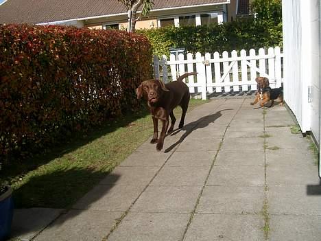 Blanding af racer Maggie - d. 23/10 billede 14