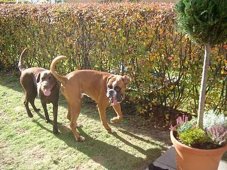 Blanding af racer Maggie - d. 23/10 Lucifer (bokser) på besøg i haven billede 15