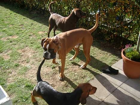 Blanding af racer Maggie - d. 23/10 Lucifer (bokser) på besøg i haven billede 16