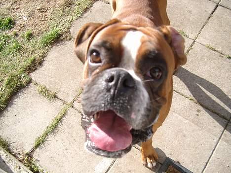 Blanding af racer Maggie - d. 23/10 Lucifer (bokser) på besøg i haven billede 17