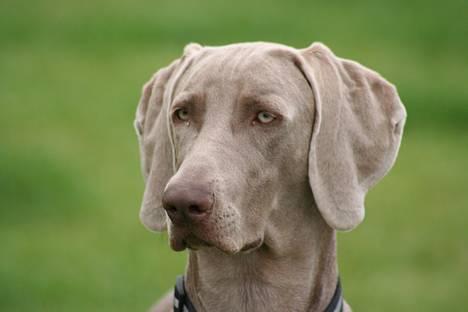 Weimaraner Ronja - Ronja i haven billede 1