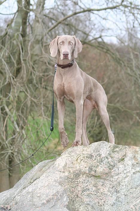 Weimaraner Ronja - Ronja spiller fodbold... billede 2