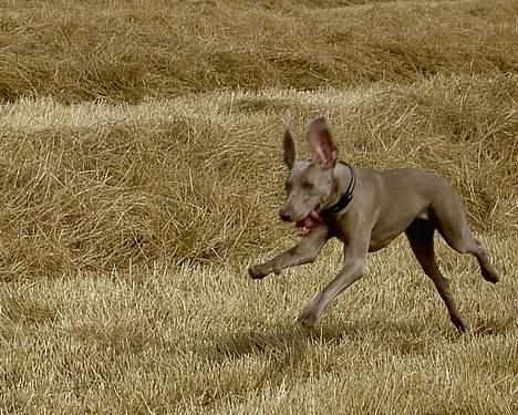 Weimaraner Ronja - Wroum, markræs! billede 3