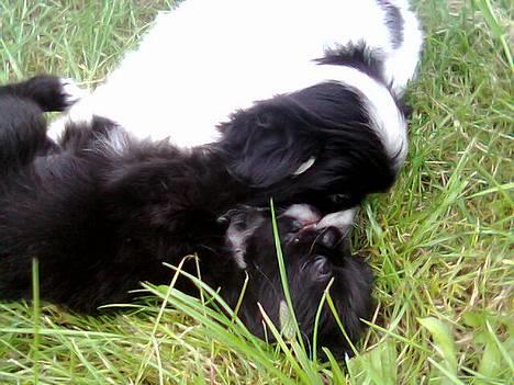 Japanese Sally & Frede ;O) billede 1