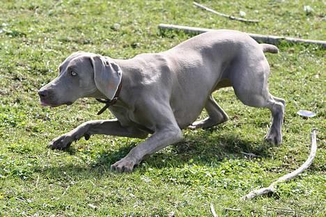 Weimaraner Ronja - Et eller andet spændende derhenne var der i hvert fald! billede 4