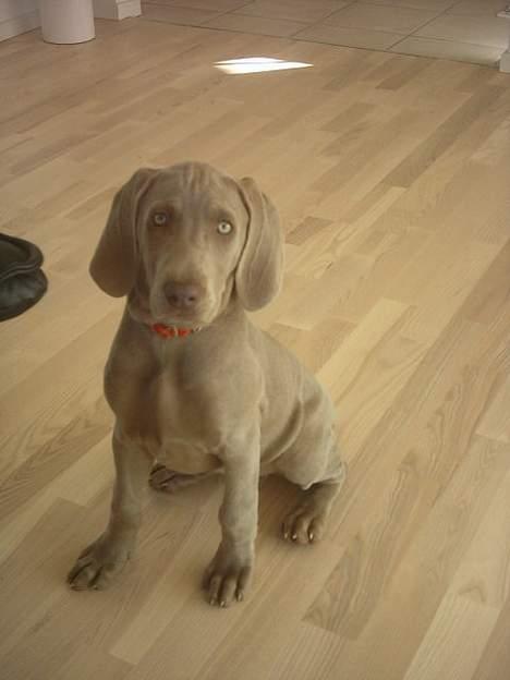 Weimaraner Ronja - Mig?! Ok, så sitter jeg lige 2sek... billede 5