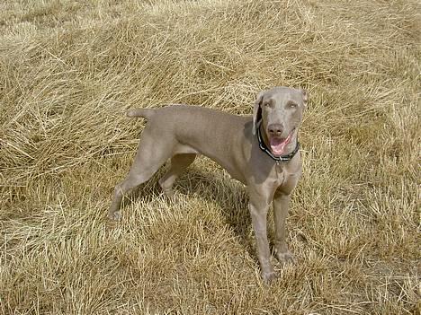 Weimaraner Ronja - Ronja på marken billede 6