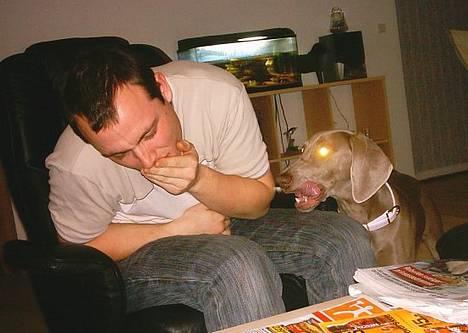 Weimaraner Ronja - *GRooooAar* jeg æder dig! Lækkert fjæs Ronja laver, efter hun i kampens hede kom til at springe op i Michaels hovede... billede 7